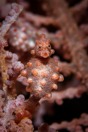 Pygmy Seahorse, Bangka Island, North Sulawesi, Indonesia 2024