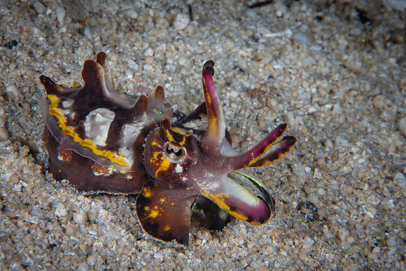 Flamboyant Cuttlefish inside egg, Raja Ampat, West Papua, Indonesia 2019
