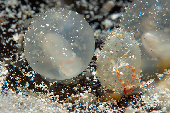 Juvenile flambuyant Cuttlefish egg