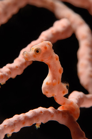 Pygmy Seahorse