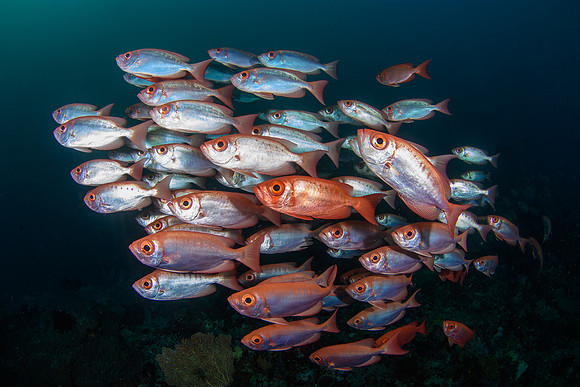 Crescent-tail Bigeyes