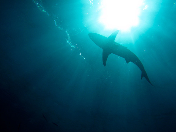 Tiger Shark Dive - Aliwal Shoal
