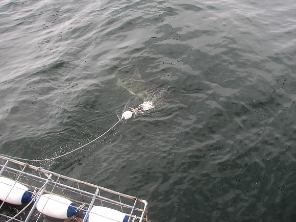 Great White Shark, Gansbaai