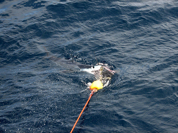 Trip to the Agulhas Current with Mako and blue Shark