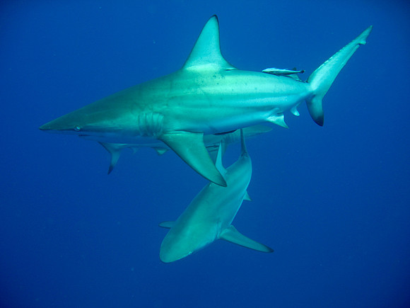 Tiger Shark Dive - Aliwal Shoal