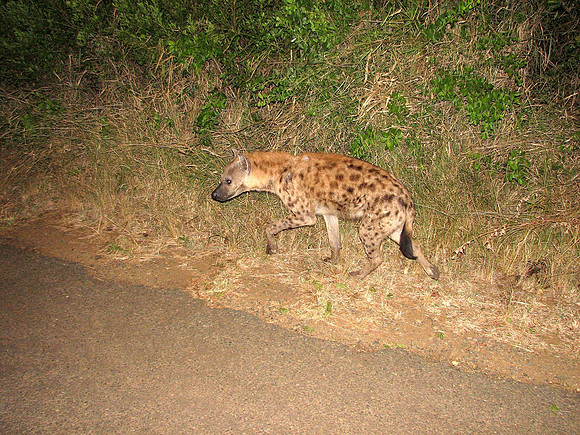 Safari at Hluhluwe-Imfollozi Park