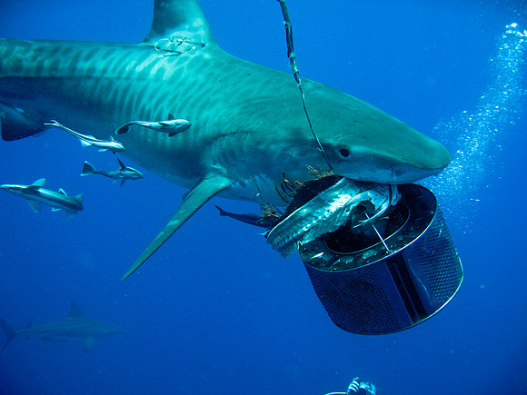 Tiger Shark Dive - Aliwal Shoal