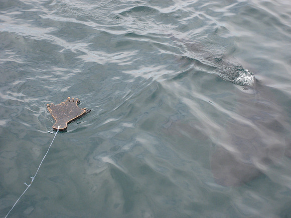 Great White Shark, Gansbaai
