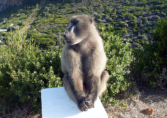 Cape of Good Hope