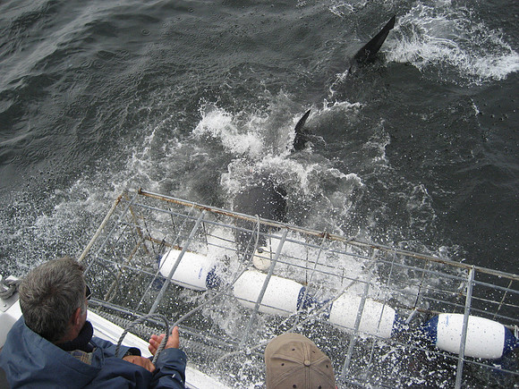 Great White Shark, Gansbaai