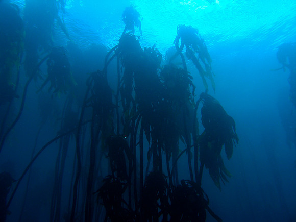 Kelp, Seven Gill Sharks and Sea Lions, False Bay
