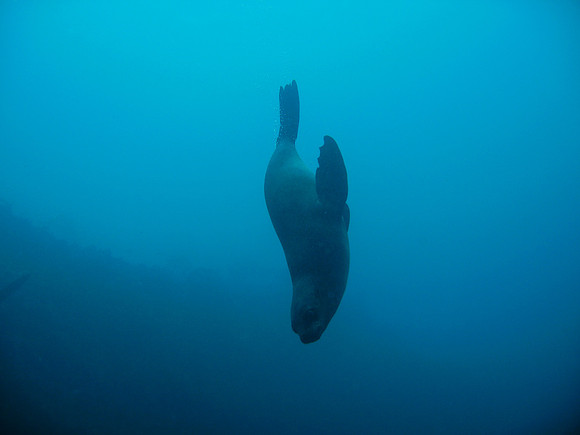 Kelp, Seven Gill Sharks and Sea Lions, False Bay