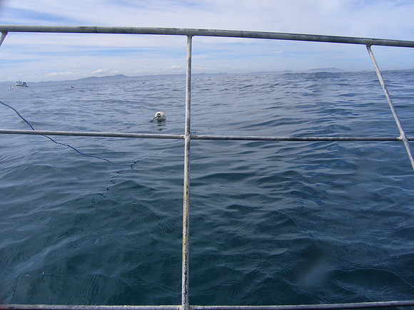 Great White Shark, Gansbaai