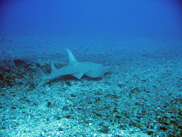 Bull sharks Dive at Protea Banks