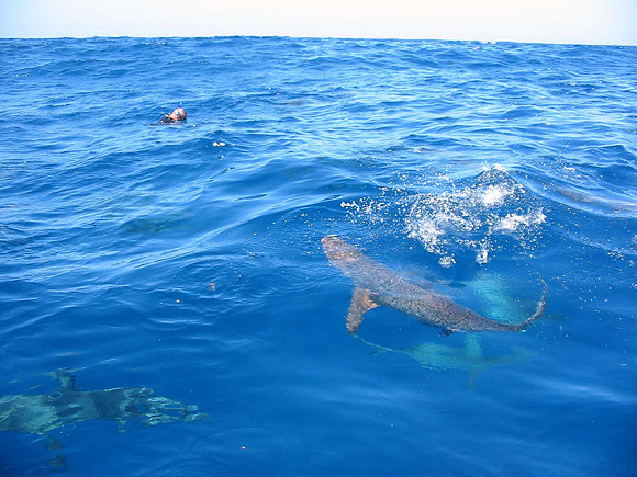 Tiger Shark Dive - Aliwal Shoal