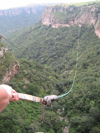 Oribi