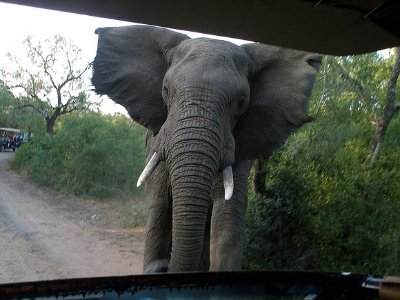 Safari at Hluhluwe-Imfollozi Park