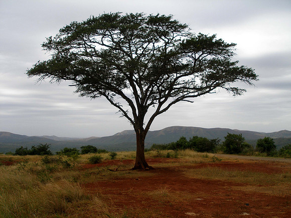 Safari at Hluhluwe-Imfollozi Park