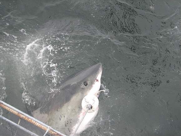 Great White Shark, Gansbaai