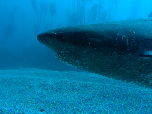 Kelp, Seven Gill Sharks and Sea Lions, False Bay