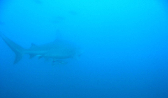Bull Shark Dive at Protea Banks