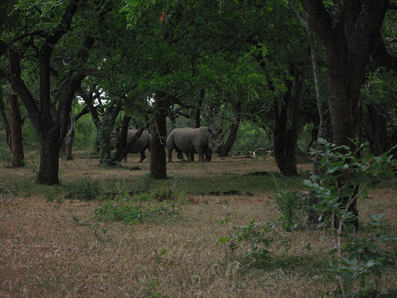Safari at Hluhluwe-Imfollozi Park