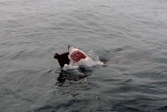 Great White Shark, Gansbaai