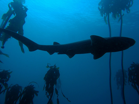 Kelp, Seven Gill Sharks and Sea Lions, False Bay