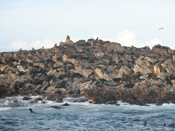 Great White Shark, Gansbaai