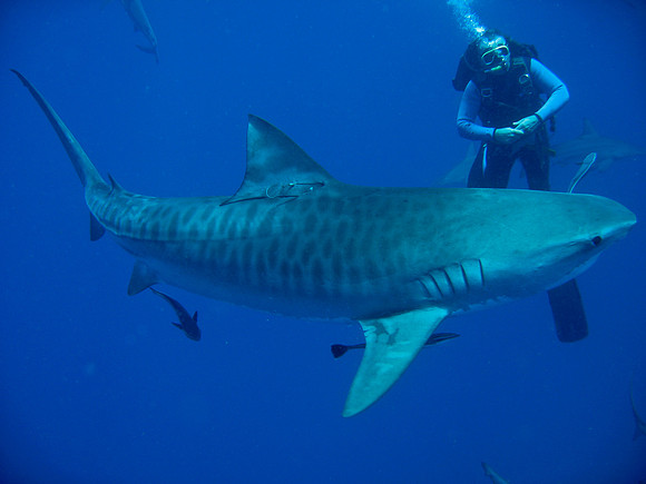 Tiger Shark Dive - Aliwal Shoal