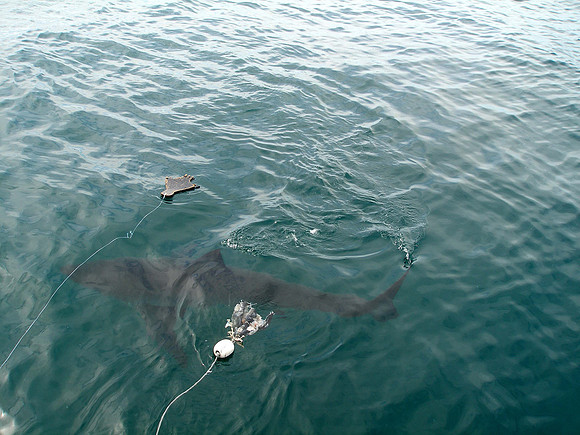Great White Shark, Gansbaai