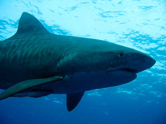 Tiger Shark Dive - Aliwal Shoal