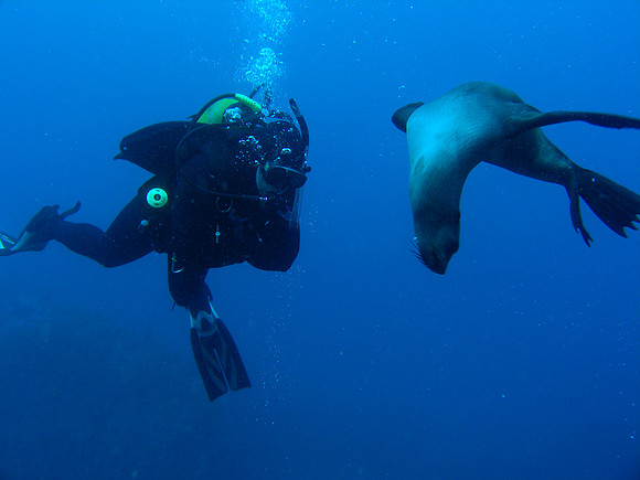 Kelp, Seven Gill Sharks and Sea Lions, False Bay