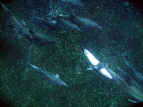 Bull sharks Dive at Protea Banks
