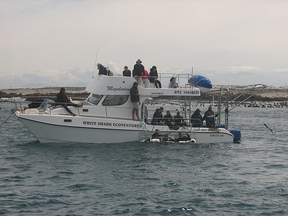 Great White Shark, Gansbaai