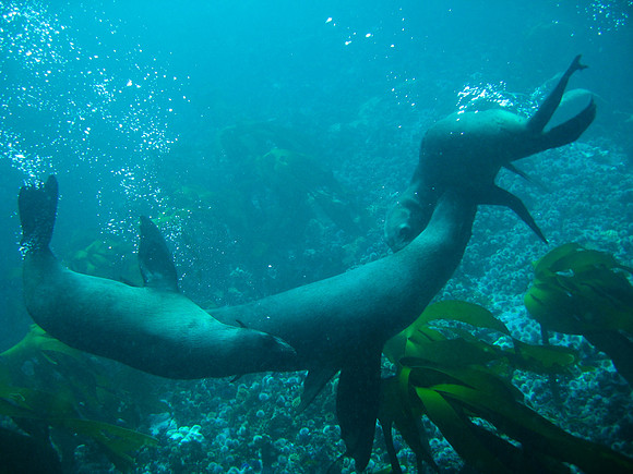 Kelp, Seven Gill Sharks and Sea Lions, False Bay
