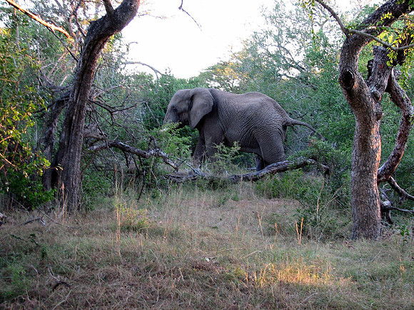 Safari at Hluhluwe-Imfollozi Park