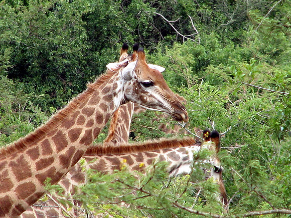 Safari at Hluhluwe-Imfollozi Park