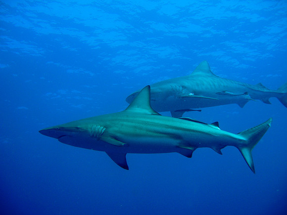 Tiger Shark Dive - Aliwal Shoal