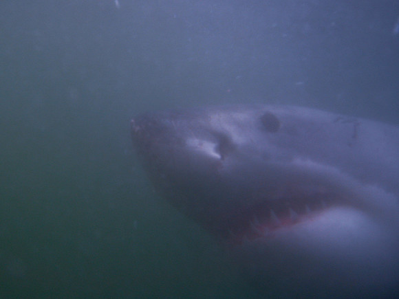Great White Shark, Gansbaai