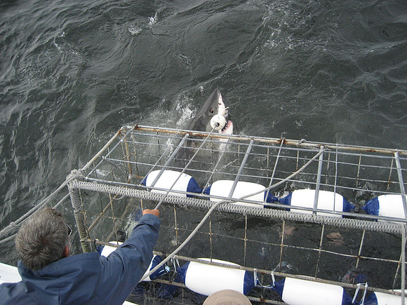 Great White Shark, Gansbaai