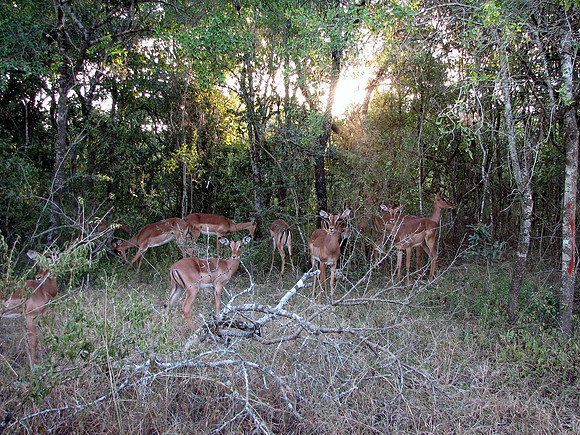 Safari at Hluhluwe-Imfollozi Park
