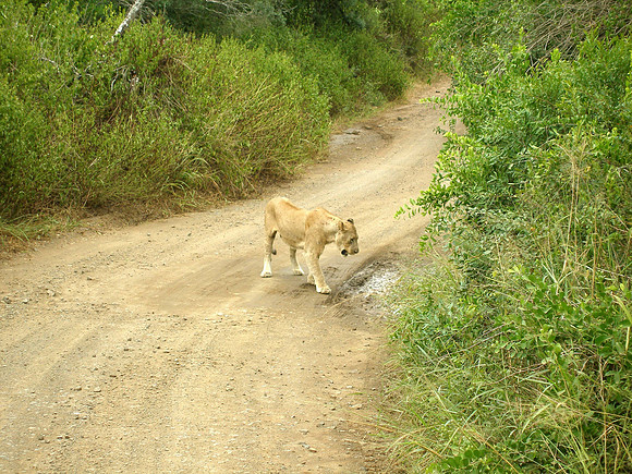 Safari at Hluhluwe-Imfollozi Park