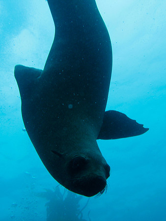 Kelp, Seven Gill Sharks and Sea Lions, False Bay