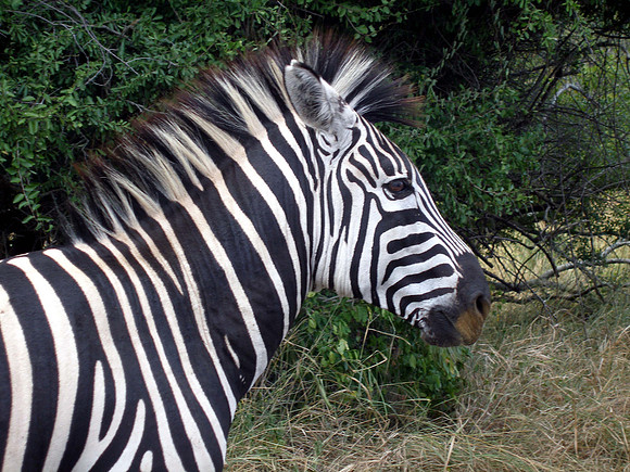 Safari at Hluhluwe-Imfollozi Park