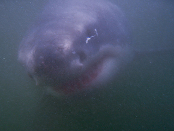 Great White Shark, Gansbaai
