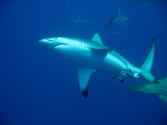 Tiger Shark Dive - Aliwal Shoal