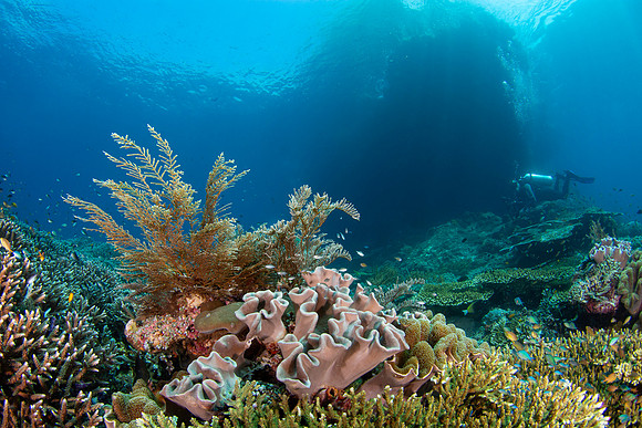 Raja Ampat, West Papua, Indonesia 2019