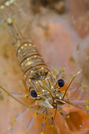 Tangrejse (Palaemon elegans)