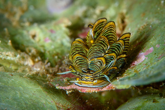 butterfly nudibranch, Bangka Island, North Sulawesi, Indonesia 2024